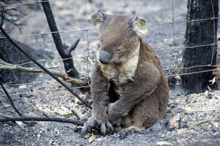 Australia+Bushfires+Ravage+Koala+Population